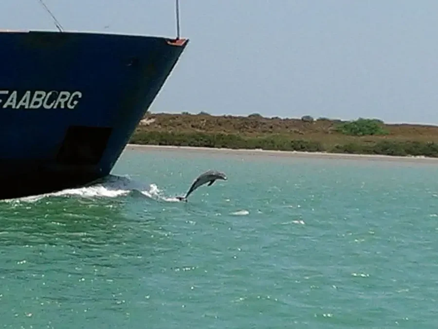 Large cargo ships at port
