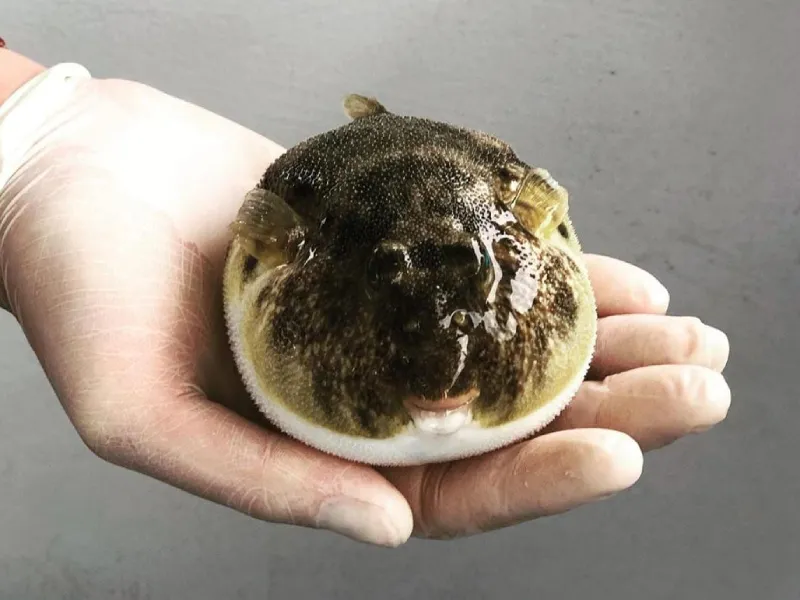 Eco dolphin tour and marine life experience in South Padre Island