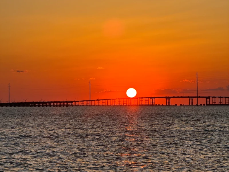 Dolphins during golden hour